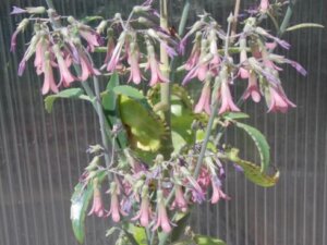 子宝草 多肉植物 のまとめ 育て方 増やし方や植え替え と花言葉等16個のポイント 植物の育て方や豆知識をお伝えするサイト
