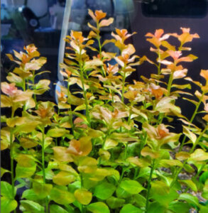 【ミズユキノシタのまとめ!】育て方や冬越しについて等9個のポイント! 植物の育て方や豆知識をお伝えするサイト